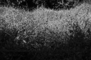 写真作品