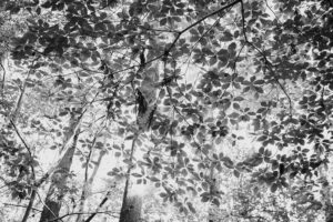 写真作品