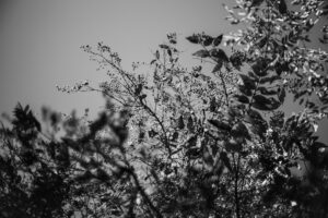写真作品