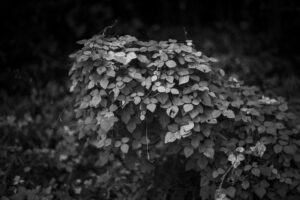 写真作品