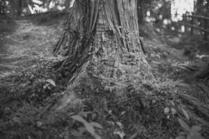 写真作品