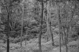 写真作品