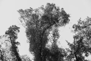 写真作品