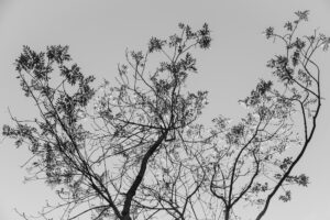 写真作品