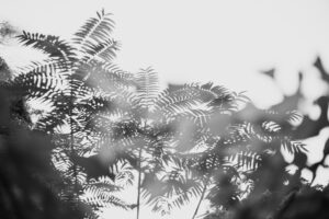 写真作品