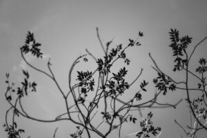 写真作品