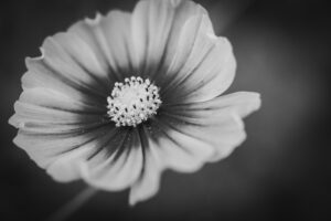 写真作品