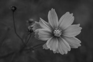 写真作品