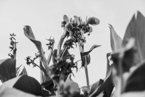 写真作品