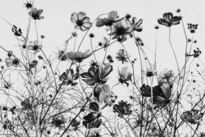 写真作品