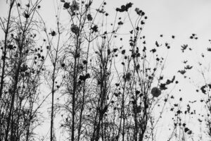 写真作品