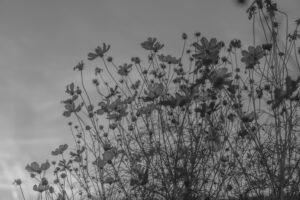 写真作品