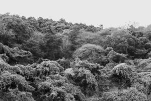 写真作品