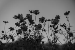 写真作品