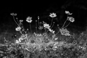 写真作品