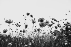 写真作品