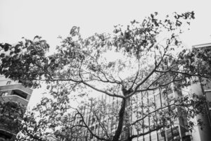写真作品