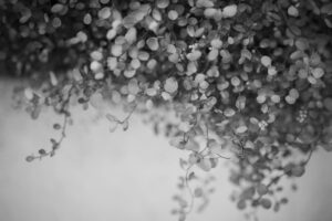 写真作品