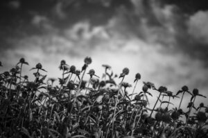 写真作品