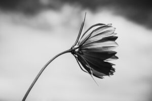写真作品