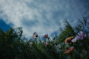 写真作品