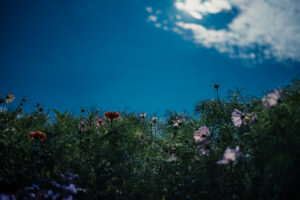 写真作品