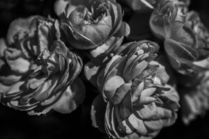 写真作品