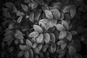 写真作品