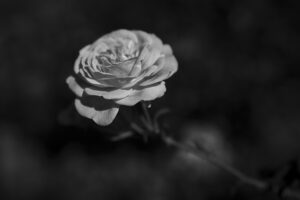 写真作品