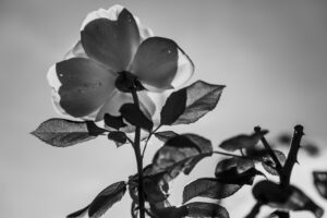 写真作品
