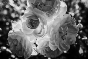 写真作品