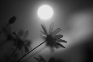 写真作品