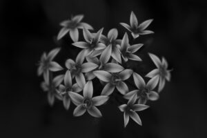 写真作品