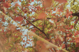 写真作品