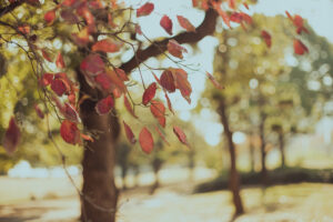 写真作品