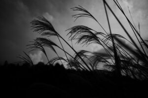写真作品