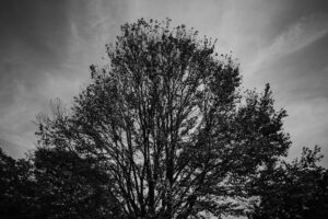 写真作品