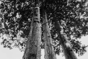 写真作品