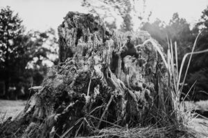 写真作品