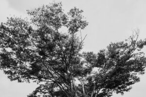 写真作品