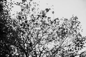 写真作品