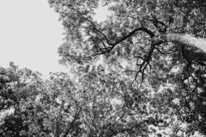 写真作品