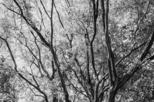 写真作品