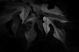 写真作品