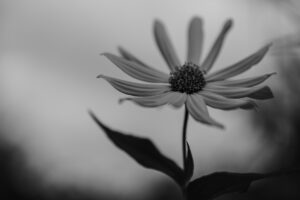 写真作品