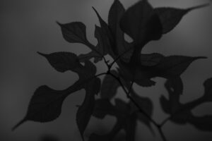 写真作品