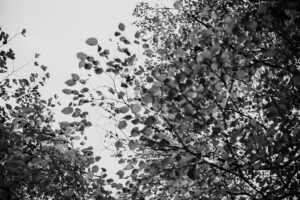 写真作品