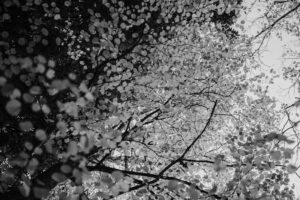写真作品