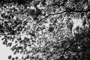 写真作品