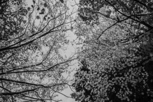 写真作品